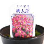  большой знак .( большой monji saw ) персик Taro [ цветок рассада 4.5 номер |1 шт продажа ]