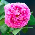  роза paul (pole) nei long контактный дерево рассада [ цветок рассада 4 номер |1 шт продажа ]