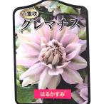 クレマチス はるかすみ 【花苗 4号／1個売り】