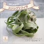 ストレプトフィラ