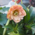 クリスマスローズ あんず小鞠(こまり) 【花苗 5号／1個売り】