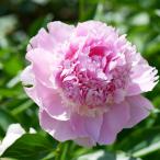  пион laz Berry Thunder [ Hanaki рассада 4 номер |1 шт продажа ]