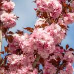 桜の苗木紅葉関山桜ロイヤルバーガンディ