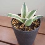 アガベ スナグルトゥース 【多肉植物 3号／1個売り】