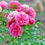 tsu. роза Leonardo da vinchi climbing rose [ Hanaki рассада 4 номер |1 шт продажа ]