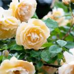 tsu. роза полировка красота climbing rose [ Hanaki рассада 4 номер |1 шт продажа ]
