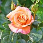 薔薇 モナリザ 接木 【花木苗 4号／1個売り】