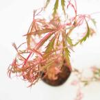 momiji( клён ). саженец цветок .( - nama игрушка ) [ садовое дерево 5 номер |1 шт продажа ]