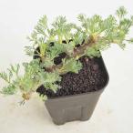サルコカウロン ムルティフィズム3〜 【多肉植物 3号／1個売り】