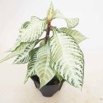 アフェランドラ ダニア シルバークラウド 【観葉植物 5号／1個売り】