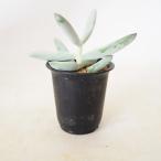 コチドレン 折鶴 【 多肉植物 2.5号 ／1個売り 】