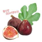 ミニイチジク ネルゴラルゴ【ミニ果樹苗9cmポット／2個セット】