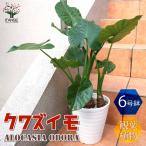 観葉植物クワズイモ