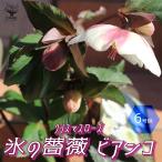 【送料無料】クリスマスローズ HGC IceN'roses 氷の薔薇:ビアンコ【花苗 6号ポット /1個売り】クリスマスローズ苗 キンボウゲ ヘレボルス 多花性 カラーリー