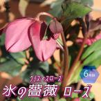 クリスマスローズ HGC IceN'roses 氷の薔薇:ローズ【花苗 6号ポット/1個売り】