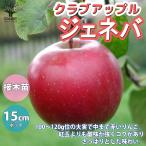 ジェネバ クラブアップル【庭木 5号接木苗 接木苗／1個売り】