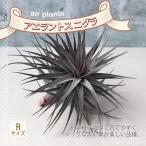 アエラントス・ニグラエアープランツ...