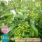 山椒の苗木ぶどう山椒