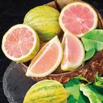 レモンピンクレモネード