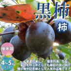 柿の苗木黒柿