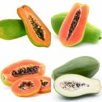 パパイヤの苗4品種各1個セット