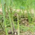  спаржа. рассада [ земля . предубеждение!]., сельское хозяйство дом san ... компост .10a-ru на 10 тонн . дается . производство сделал уверенный произведение [ овощи. рассада большой АО 7 номер горшок большой рассада |1 шт продажа ]