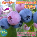 「大実サザンブッシュ系ブルーベリー...