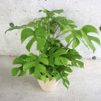 ヒメモンステラ