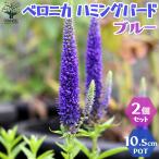 ベロニカ ハミングバード ブルー【花苗 3.5号ポット／お買い得2個セット】