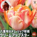 クリームアップスター八重咲チューリップ