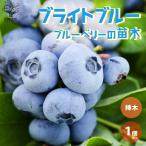 ブルーベリーの苗木ラビットアイ系ブ...