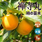 柿の苗木禅寺丸