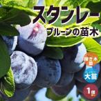 プルーンの苗木スタンレー