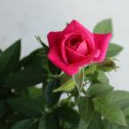  Mini роза лиловый розовый [ цветок рассада 3.5 номер горшок |1 шт продажа ]