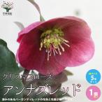 クリスマスローズ アンナズレッド【花苗 5号ポット苗/1個売り】