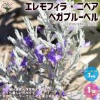 エレモフィラ ニベア ベガブルーベル 【庭木 3号ポット 庭園庭木／1個売り】