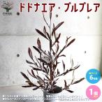 ドドナエア・プルプレア(パープレア) 【庭木 6号鉢／1個売り】