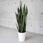 サンスベリア・ゼラニカ