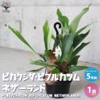 ビカクシダ：ビフルカツム・ネザーランド