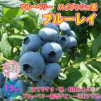 「ブルーレイ」人気のハイブッシュ系...