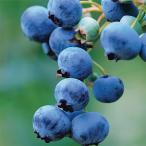 「ティフブルー」人気のラビットアイ...