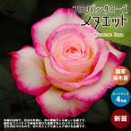  роза. рассада minuet ( 4 сезон ..froli van da rose )[ цветок рассада новый рассада 4 номер pot местного производства контактный . дерево рассада |1 шт продажа ]