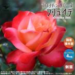  роза. рассада fryuite( 4 сезон ..froli van da rose )[ цветок рассада новый рассада 4 номер pot местного производства контактный . дерево рассада |1 шт продажа ]