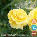  роза. рассада ever Gold ( climbing rose )[ цветок рассада новый рассада 4 номер pot местного производства контактный . дерево рассада |1 шт продажа ]