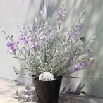 ショッピングニベア エレモフィラ・ニベア 【花苗5号鉢／1個売り】