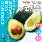 アボカドの苗木品種：フェルテ