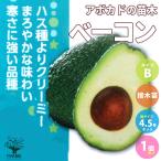アボカドの苗木品種：ベーコン