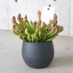 サラセニア・リグレヤナ