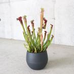 サラセニア・ステベンシー