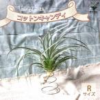 チランジアコットンキャンディー